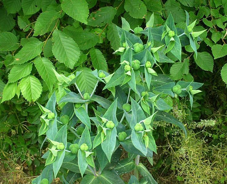 Euphorbia lathyris / Euforbia catapuzia